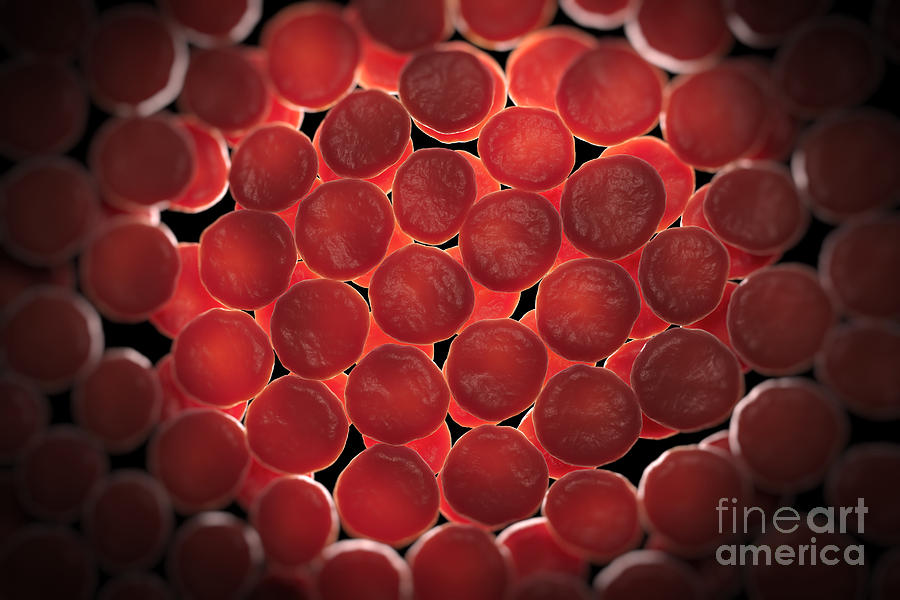 Red Blood Cells #29 Photograph by Science Picture Co
