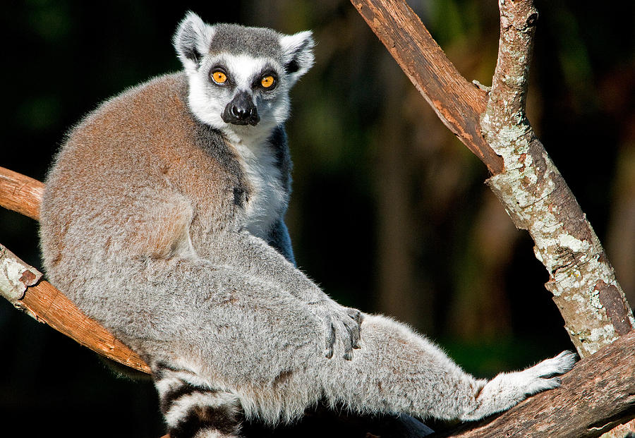 Ring-tailed Lemur #29 Photograph by Millard H. Sharp