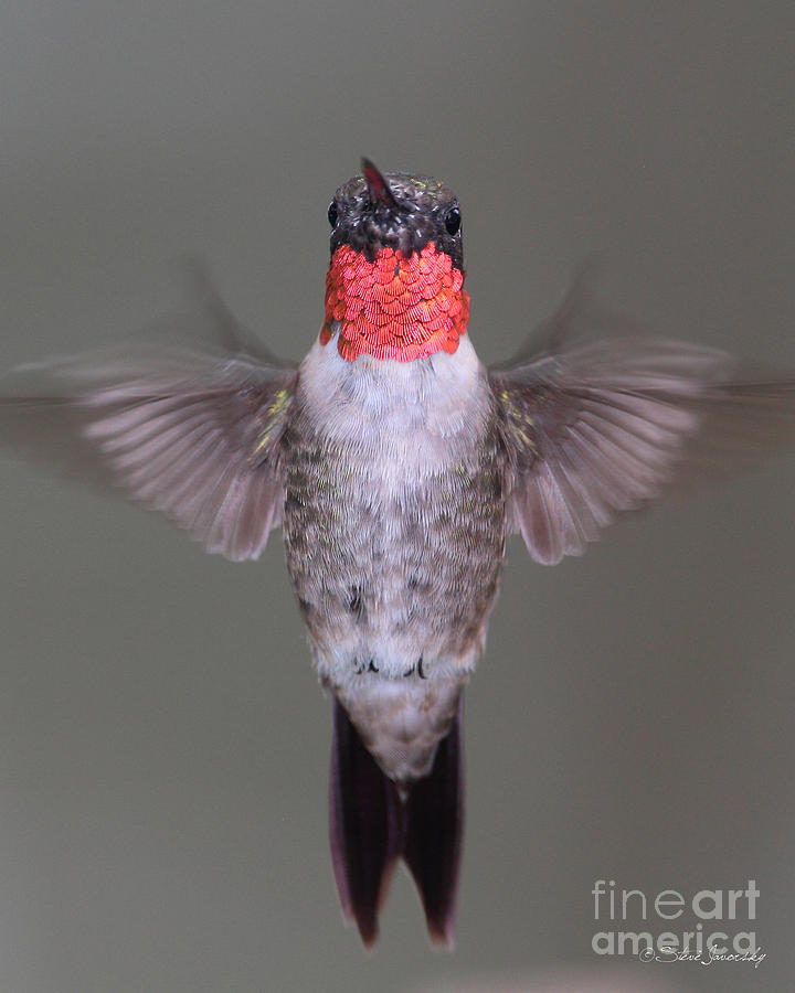 Ruby Throated Hummingbird #29 Photograph by Steve Javorsky