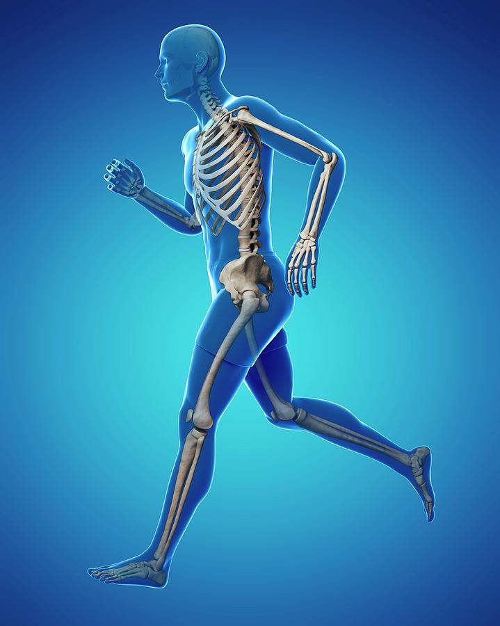 Running Skeleton Photograph by Sciepro/science Photo Library | Pixels