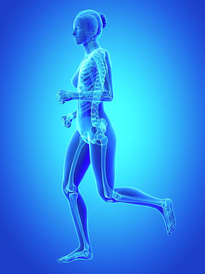 Skeletal System Of Runner #29 Photograph by Sebastian Kaulitzki