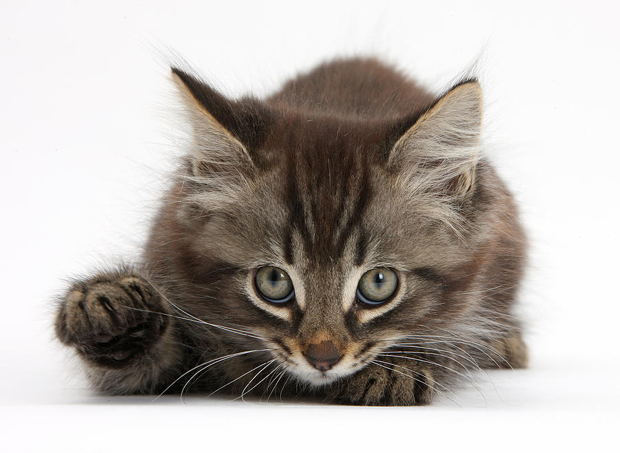 Tabby Kitten Photograph by Mark Taylor - Fine Art America