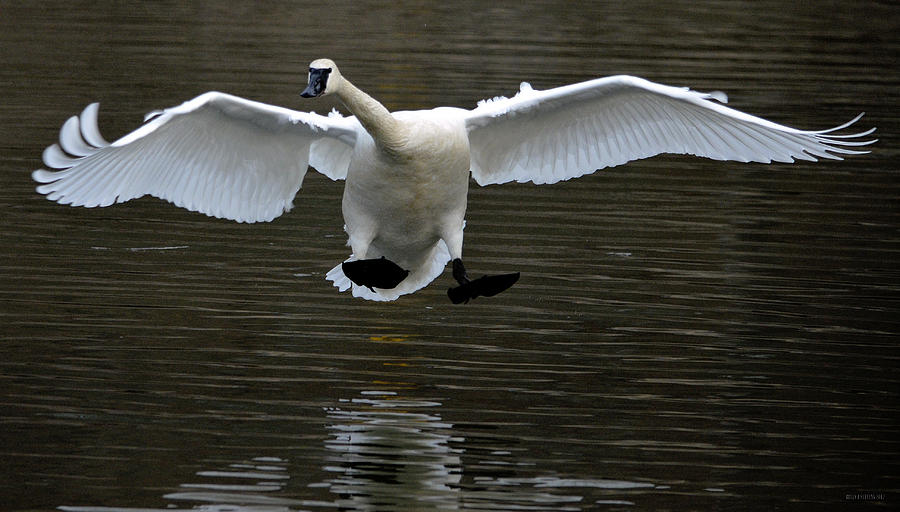 Trumpeter swan #29 Photograph by Brian Stevens