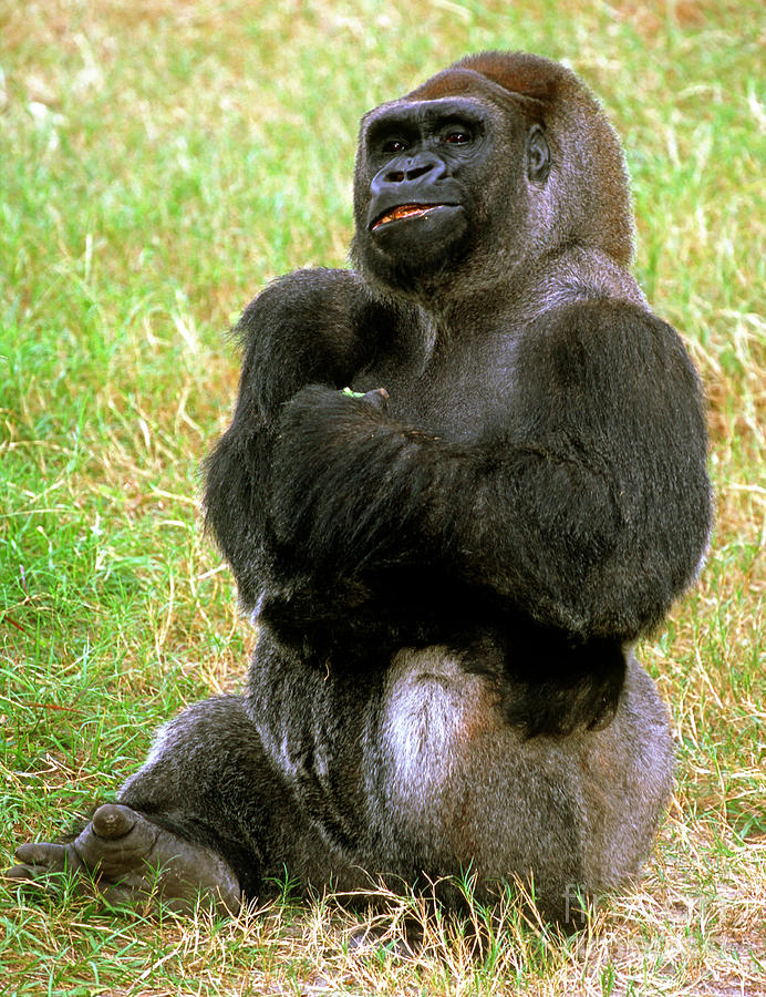 Animal Photograph - Western Lowland Gorilla #29 by Millard H. Sharp