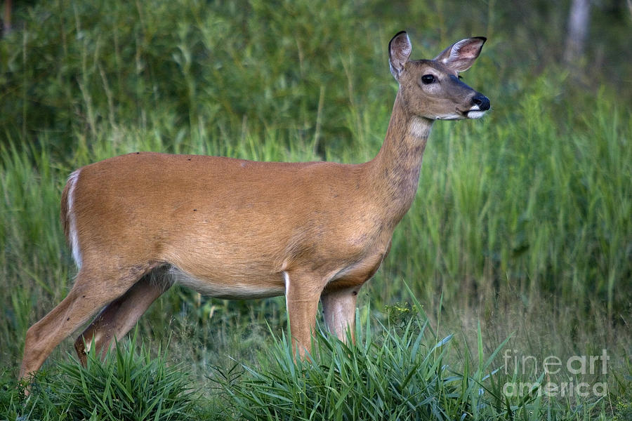 White-tailed Doe #29 Photograph by Linda Freshwaters Arndt
