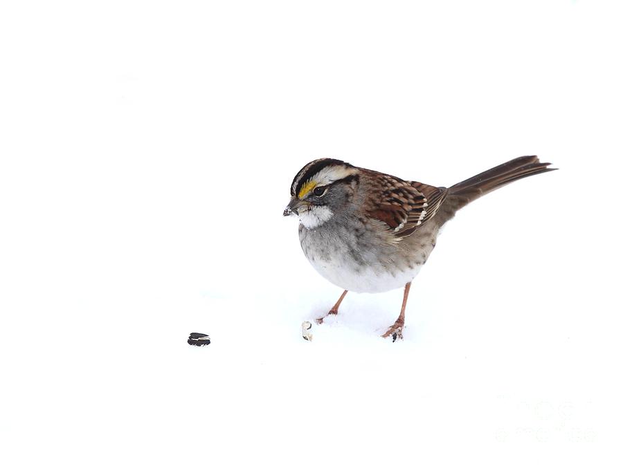 White-throated Sparrow #29 Photograph by Jack R Brock