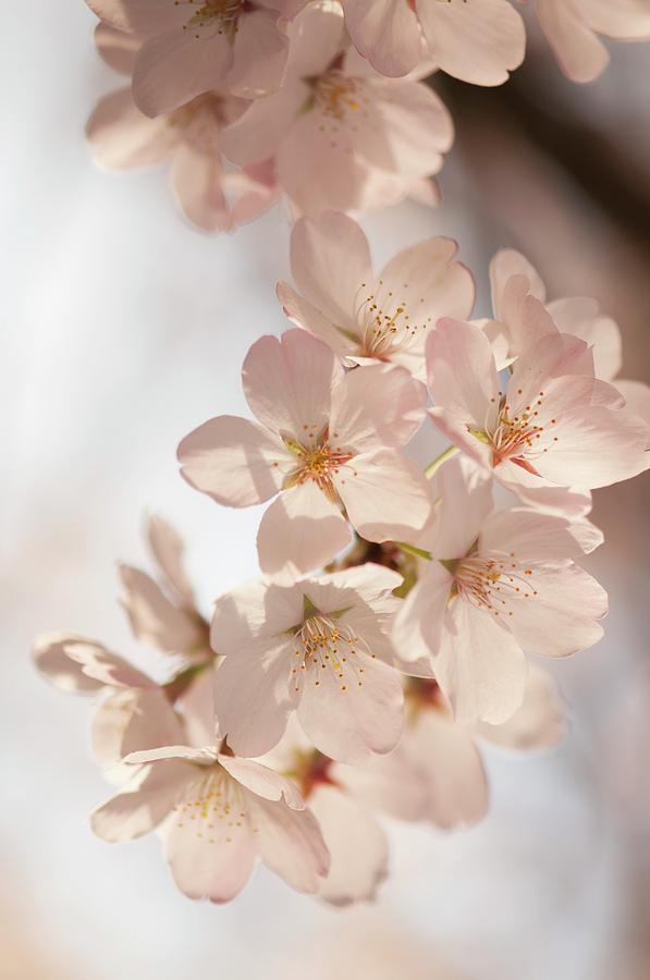 Yoshino Cherry (prunus X Yedoensis) Photograph by Maria Mosolova - Fine ...