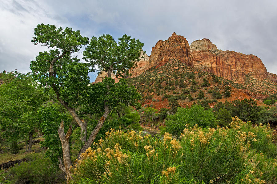 Zion National Park #29 Photograph by Willie Harper