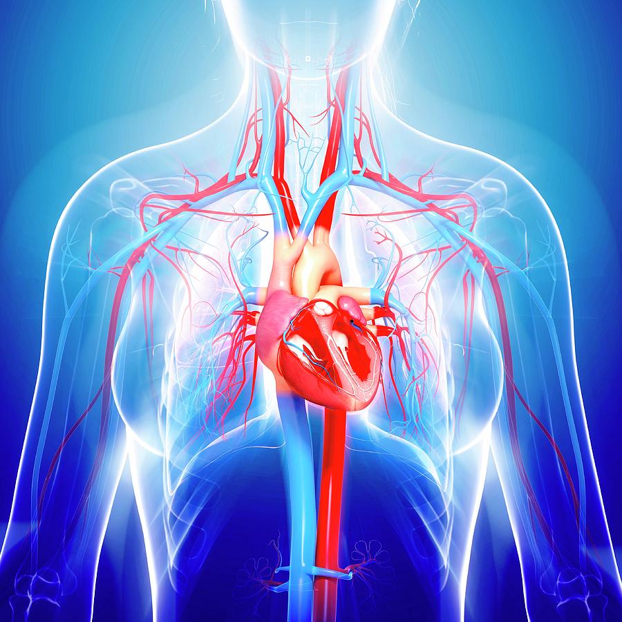 Female Cardiovascular System #290 by Pixologicstudio/science Photo Library