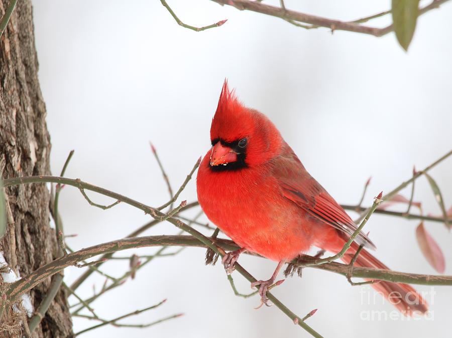 Northern Cardinal #290 Photograph by Jack R Brock