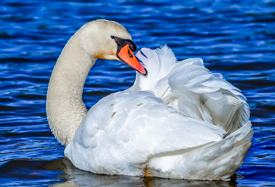 Mute Swan #291 Photograph by Brian Stevens