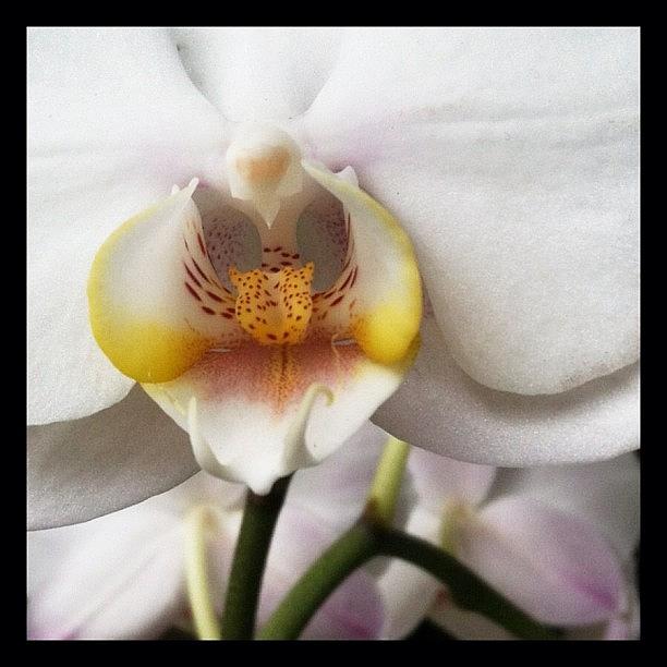 29/365 - Farmers Market Orchid For My #29365 Photograph by Julia Reyes