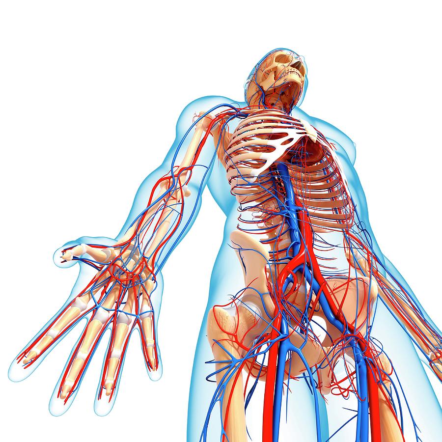 Спиральная лента анатомия человека. Arterial Wall graphic image. 0 human