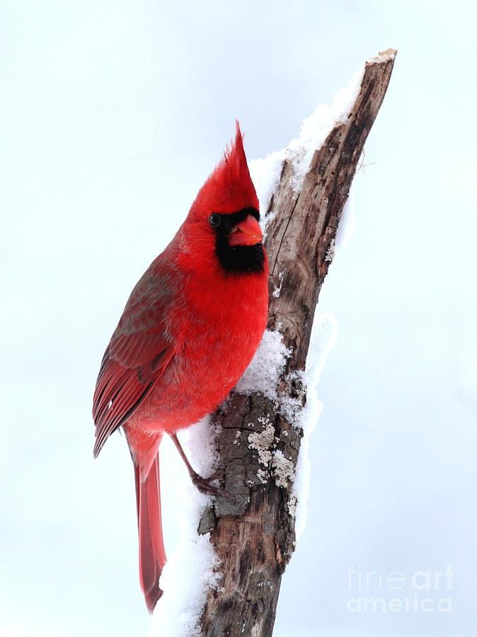 Northern Cardinal #296 Photograph by Jack R Brock
