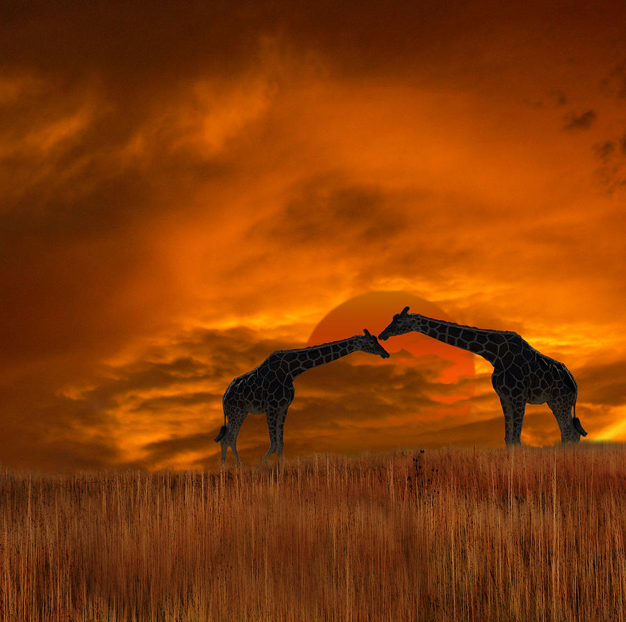 2978 Photograph by Peter Holme III