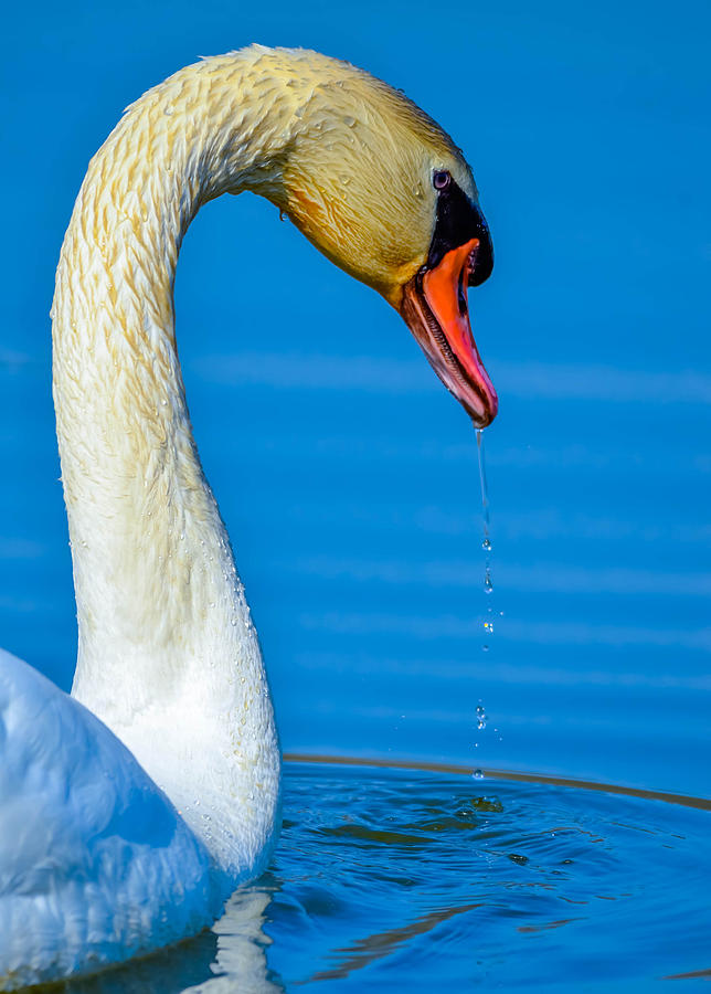 Mute Swan #298 Photograph by Brian Stevens