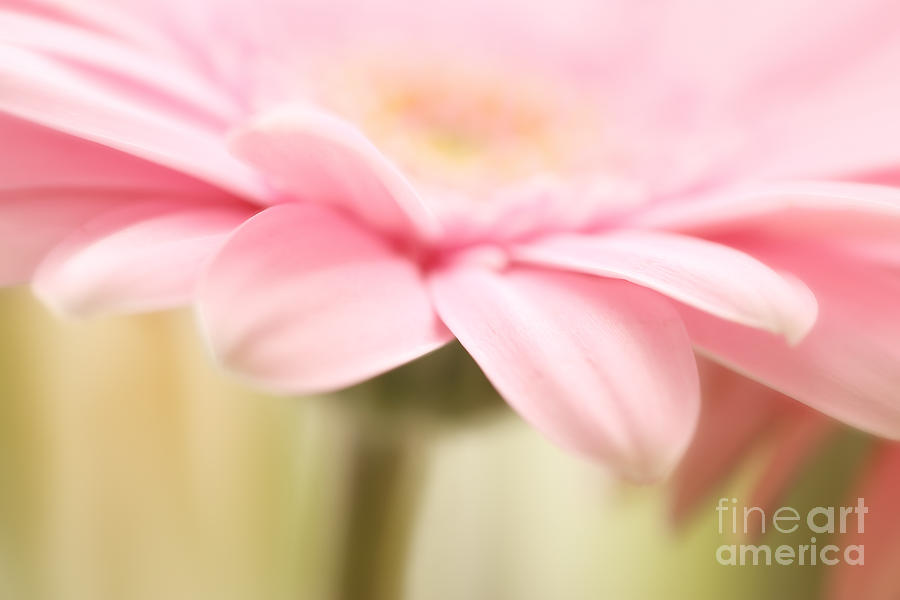 Gracefully Blooming Photograph