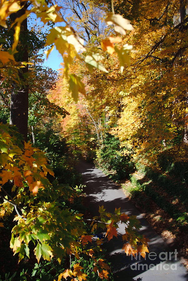 Autumn Walk at Longwood Photograph by Jacqueline M Lewis