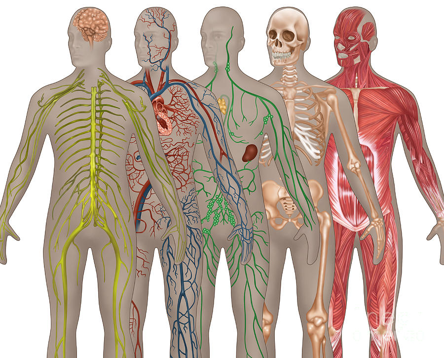 5 Body Systems In Male Anatomy #4 Photograph by Gwen Shockey
