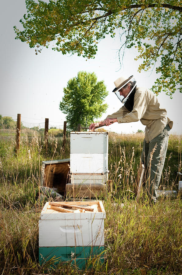 Animal Photograph - A Bee Keeper Checks On The Health #3 by Randall Levensaler