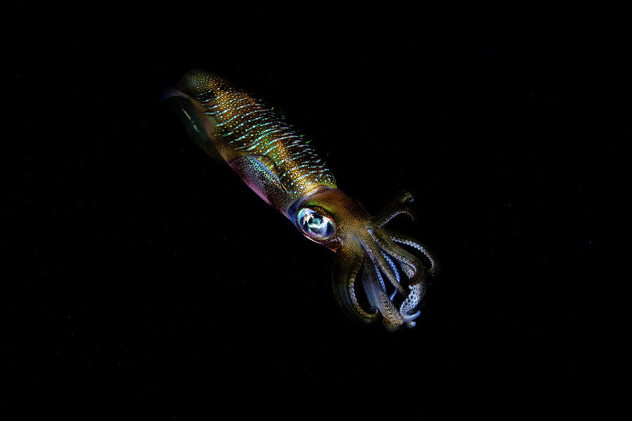 Komodo National Park Photograph - A Bigfin Reef Squid Off The Coast #3 by Ethan Daniels