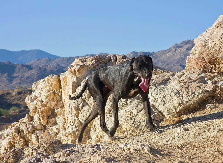 A Black German Shorthaired Pointer Photograph By Zandria Muench