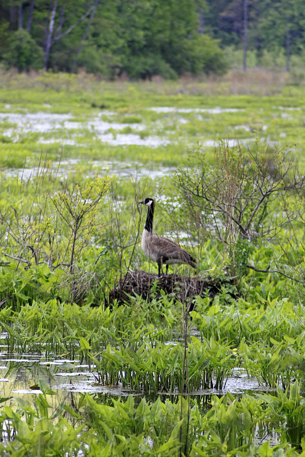 A Goose On Lookout At The Bashakill Wildlife Management Area Photograph