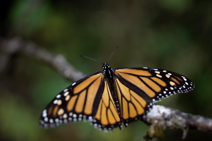 A Monarch Butterfly Danaus Plexippus Photograph By Chico Sanchez - Fine ...