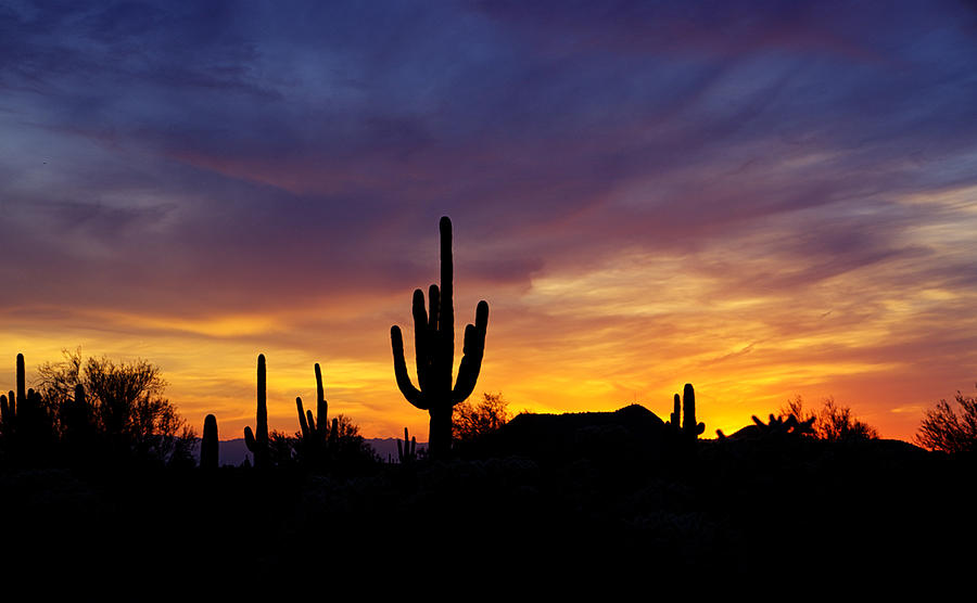 A Saguaro Sunset Photograph by Saija Lehtonen - Fine Art America