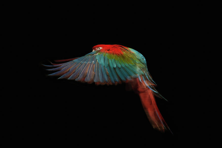 A Scarlet Macaw In Mid Flight Photograph by Tim Platt