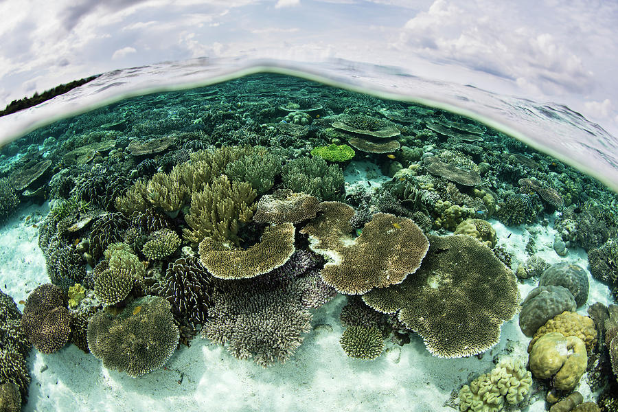 Nature Photograph - A Shallow Coral Reef Thrives #3 by Ethan Daniels