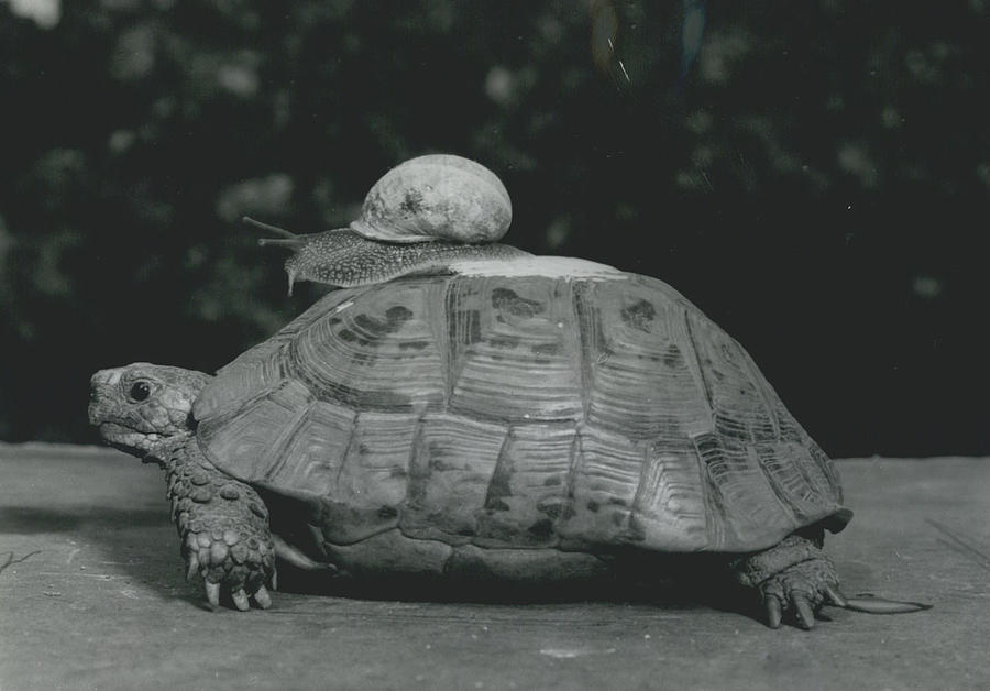 A Slow Crawl Home Photograph by Retro Images Archive - Fine Art America