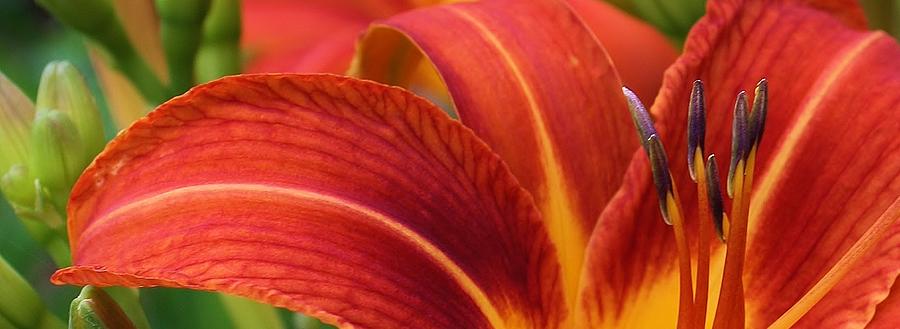 Lily Photograph - A Touch of Class #3 by Bruce Bley