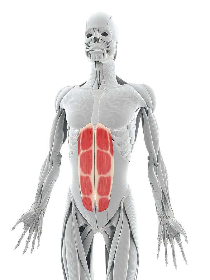 Abdominal Muscles Photograph by Sciepro/science Photo Library - Fine ...