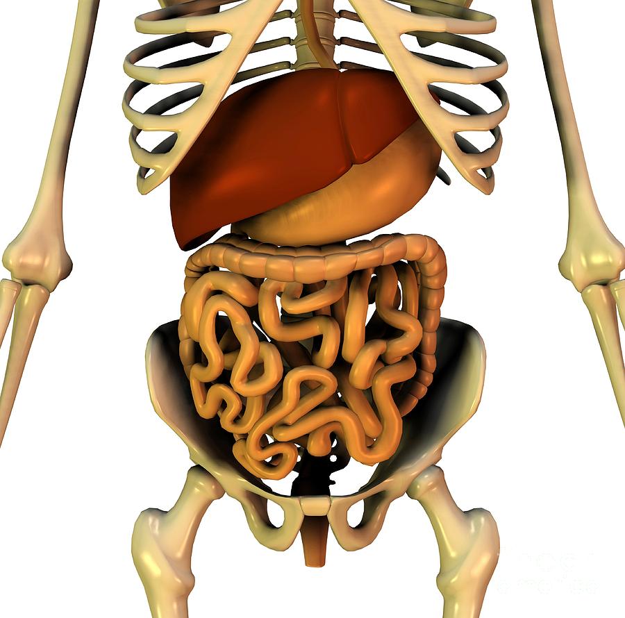 Abdominal Organs, Anatomical Artwork Photograph by Friedrich Saurer