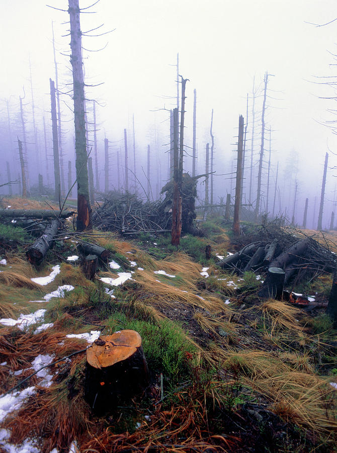 Acid Rain Photograph - Acid Rain-damaged Trees: Karkonoski Nat.pk #3 by Simon Fraser/science Photo Library