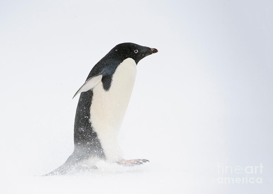 Adelie Penguin #3 Photograph by John Shaw