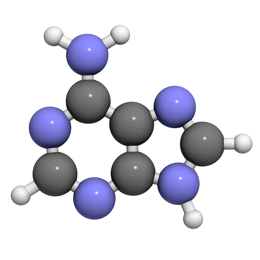 Adenine Photograph - Adenine Purine Nucleobase Molecule #3 by Molekuul