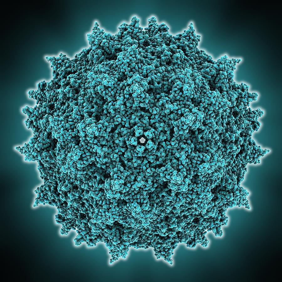 Adeno-associated virus capsid #3 Photograph by Science Photo Library