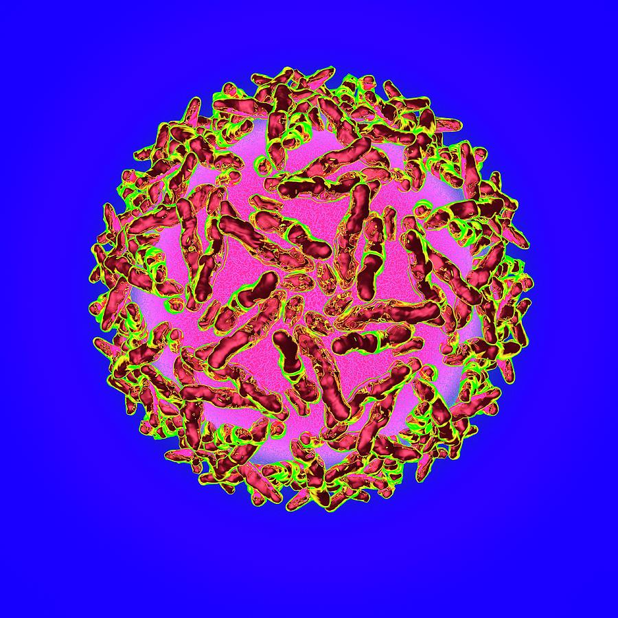 Adeno Associated Virus #3 Photograph by Mehau Kulyk