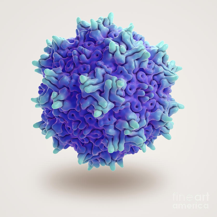 Adeno Associated Virus Photograph By Science Picture Co