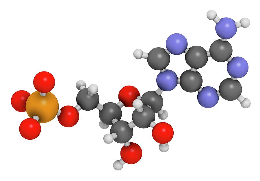 Adenosine Monophosphate Molecule Photograph by Molekuul