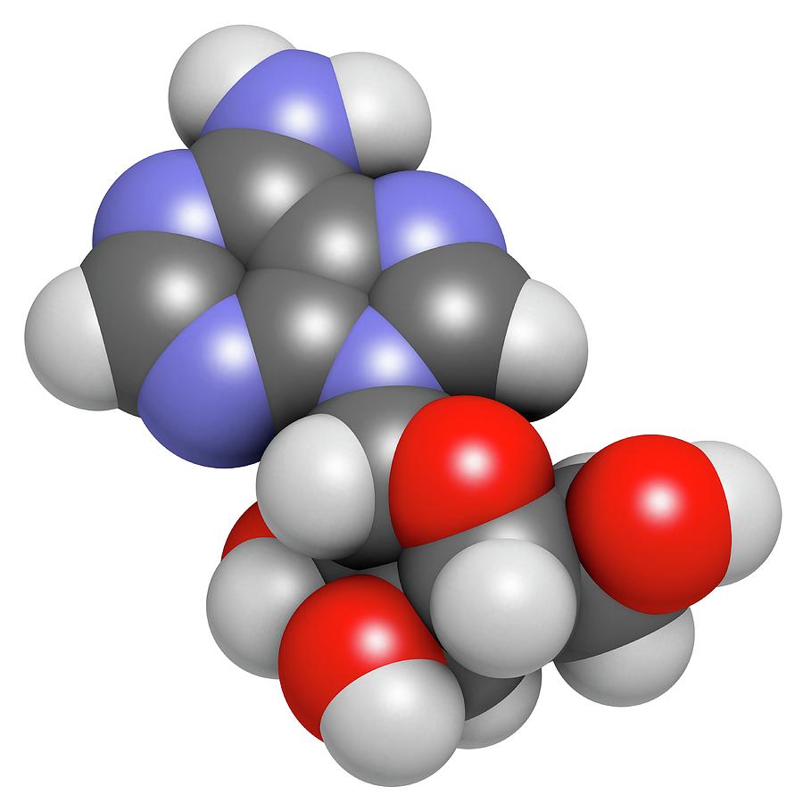 Adenosine Purine Nucleoside Molecule #3 Photograph by Molekuul