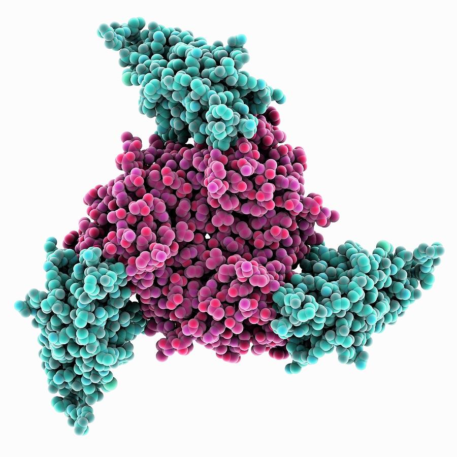 Adenovirus Host Cell Receptor Molecule #3 Photograph by Laguna Design