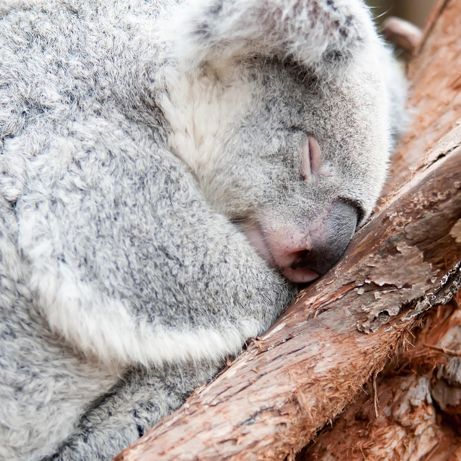 Adorable Koala Bear Taking A Nap Sleeping On A Tree #3 Photograph by Alex Grichenko
