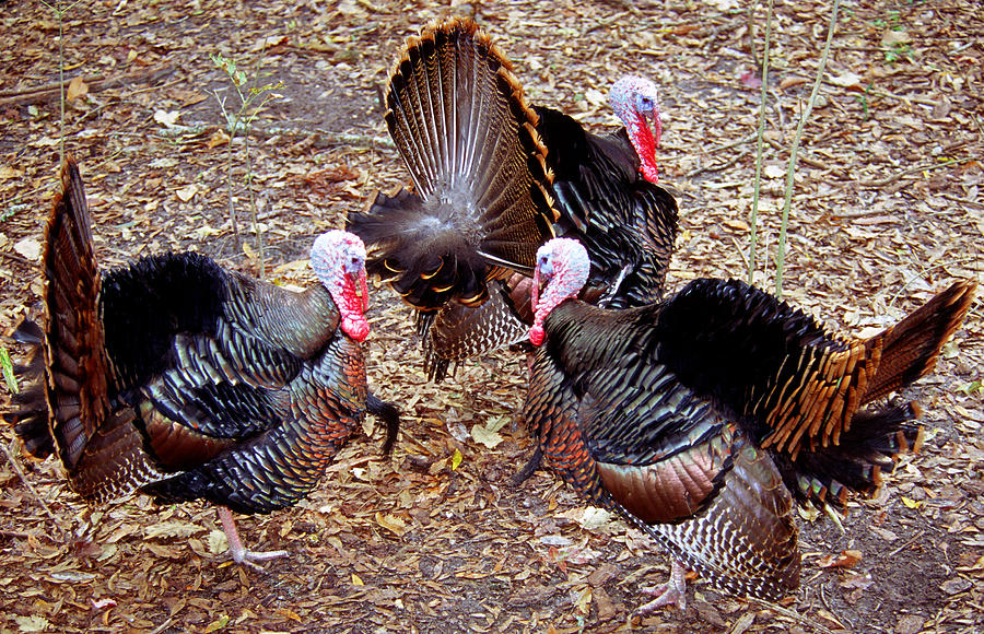 Adult Male Wild Turkeys #3 Photograph by Millard H. Sharp