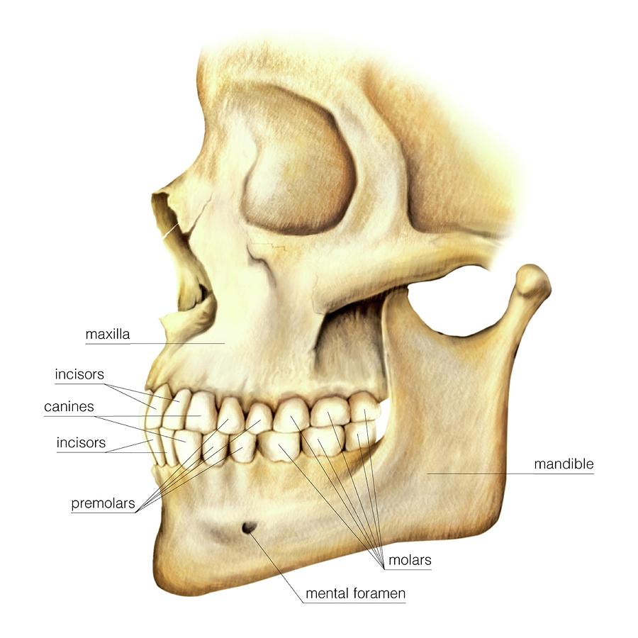 Cranium #6 by Asklepios Medical Atlas