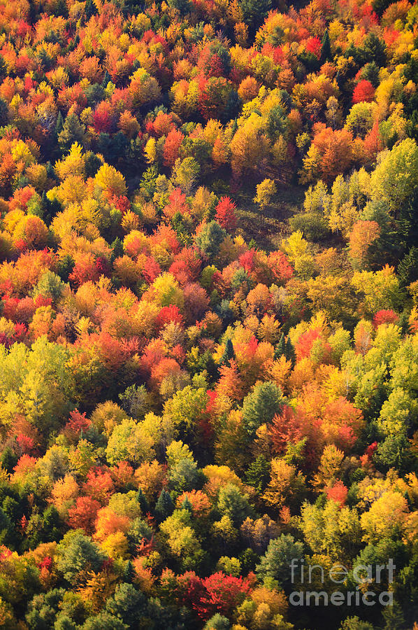 Aerial view of fall foliage in Vermont #3 Photograph by Don Landwehrle