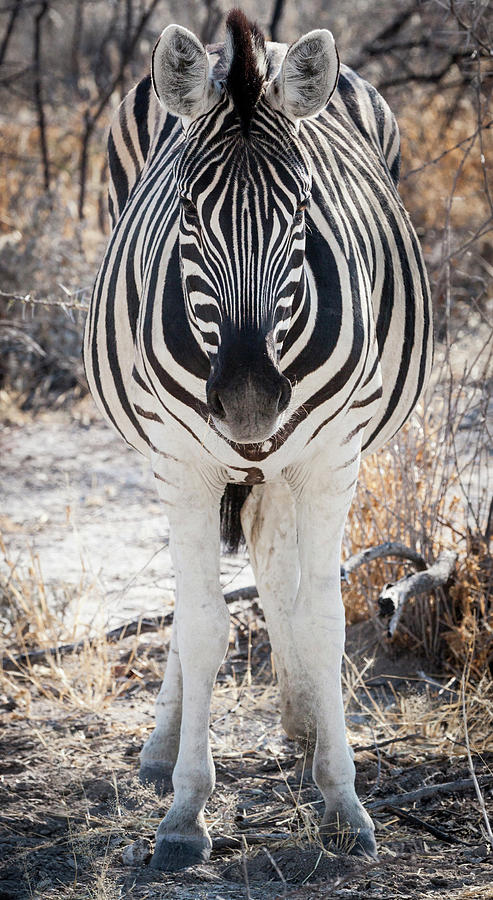Wildlife Photograph - Africa, Namibia, Etosha National Park #3 by Jaynes Gallery