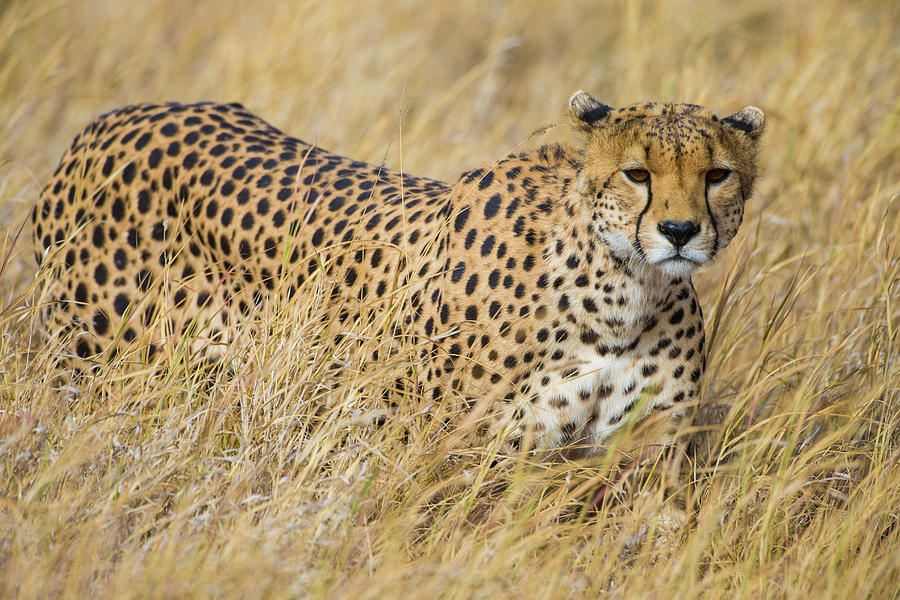 Serengeti National Park Photograph - Africa Tanzania Cheetah (acinonyx #3 by Ralph H. Bendjebar